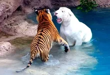 animals tigers fight white tiger 1920x1200 wallpaper Art HD Wallpaper